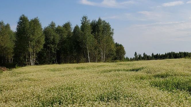 Поле цветущей гречихи — сидерат, выросший за два месяца
