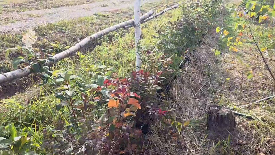 Капельная линия проходит вдоль ряда контейнеров с саженцами