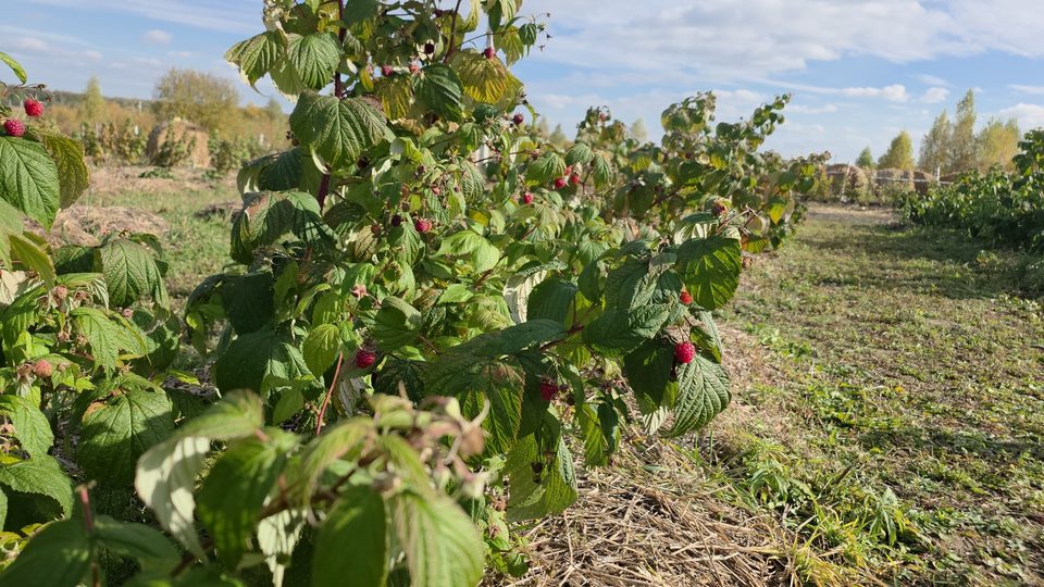 Куст малины с красными ягодами на соломенной мульче в малиннике