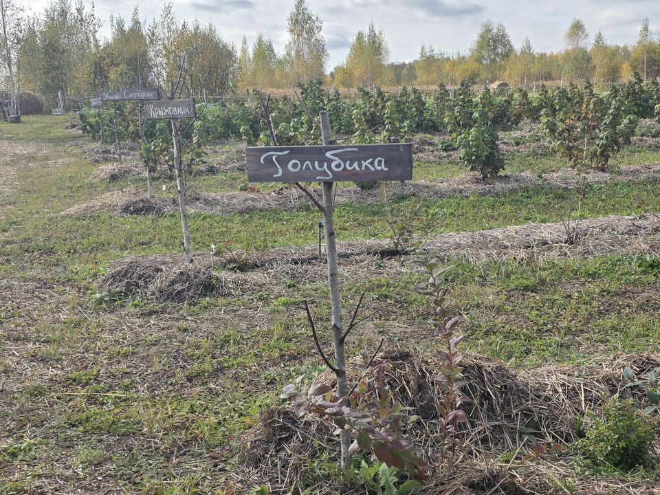 Ряд ягодных кустарников с деревянной табличкой «Голубика» на соломенной мульче